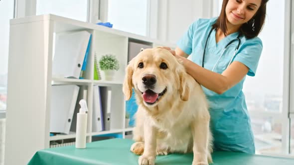 Golden Retriever Dog in the Hospital