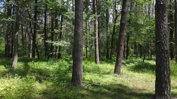 Trees in the Forest By Summer Day