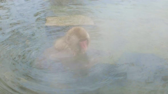 Japanese Macaque or Snow Monkey in Hot Spring 