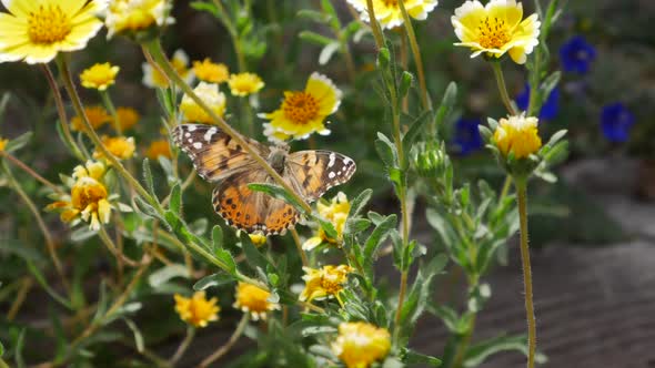 A painted lady butterfly feeding on nectar and pollinating yellow wild flowers in spring SLOW MOTION