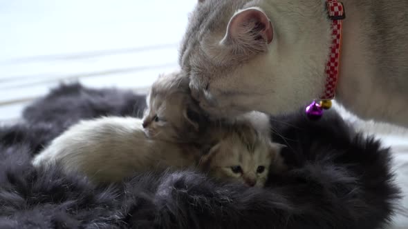 Scottish Cat Hugging Her Kitten With Love