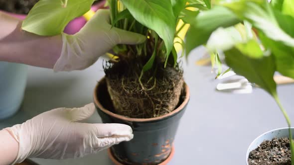 Examining and repotting spathiphyllum houseplant