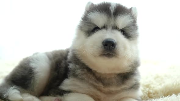 Close Up Of Siberian Husky Puppy In Living Room