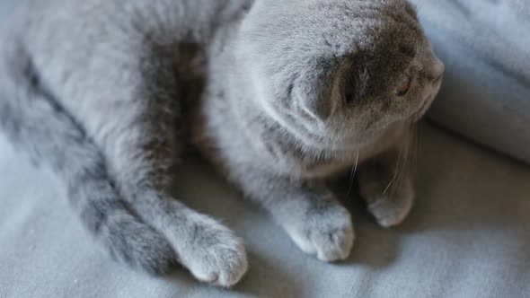 Lopeared Grey British Kitten Laying on the Sofa