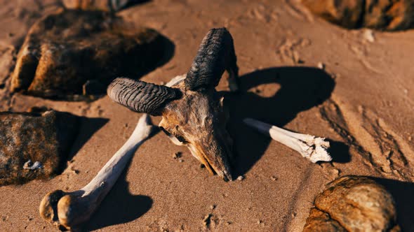 Ram Skull at Sand Beach