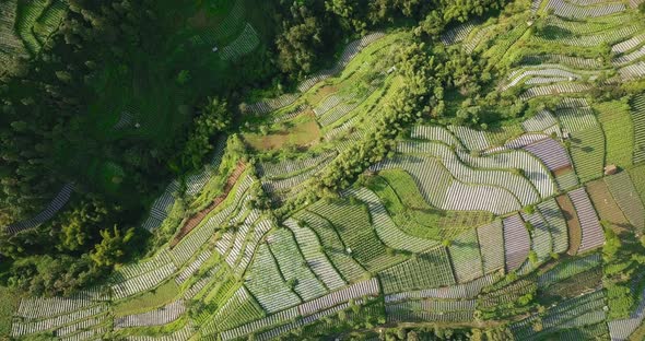 drone flies over a mountain slope completely terraced with plantations in Central Java Indonesia wid