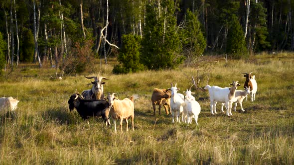 Pack of Goats Standing Still 