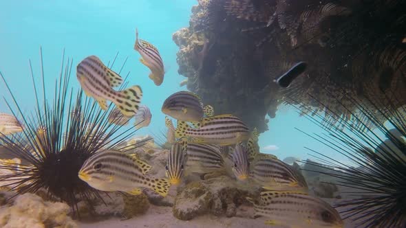Underwater Sweetlips Fish and Lionfish