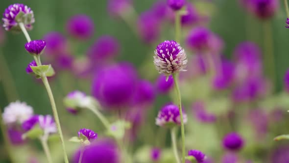 Purple clover blowing in the wind