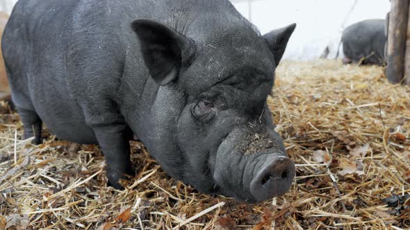 A Big Fat Boar on a Pig Farm Looks at the Camera