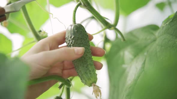 Female Hands Cut a Cucumber From a Branch Using a Small Sharp Knife