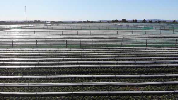 Aerial View of a Strawberry Farm in Australia