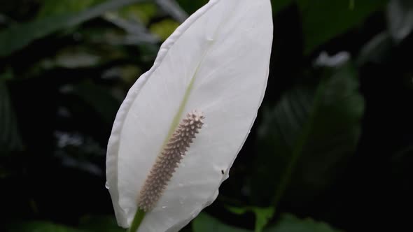 White flower Anthurium close-up.