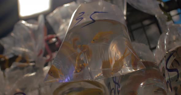 In transparent bag with water are swimming goldfish