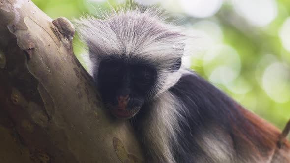 Close up shot of Zanzibar red colobus monkey sleeping on tree branch.