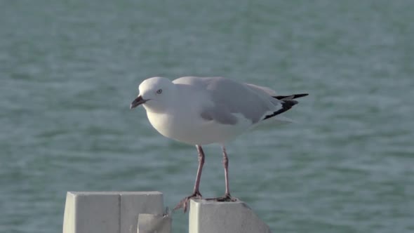 Close up from a gull flying away in slow motion 