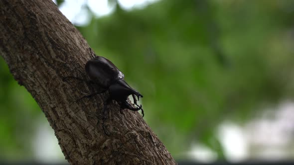 Close Up Of Siamese Rhinoceros Beetle Or Fighting Beetle On The Tree