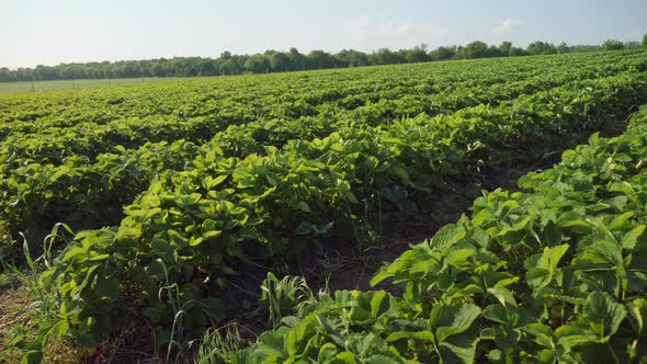 Rows of Organic Strawberries on the Field