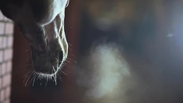 Horse Riding Theme. Horse Nose Closeup.