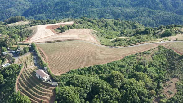 Aerial shot of field of grapes