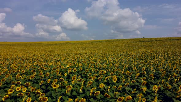 Aerial Drone View Flight Over Field with Ripe Sunflower Heads