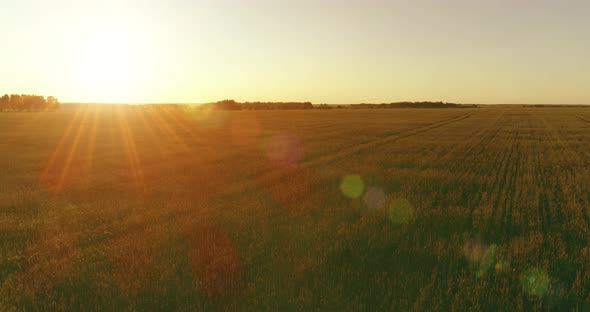 Low Altitude Flight Above Rural Summer Field with Endless Yellow Landscape at Summer Sunny Evening