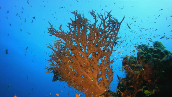 Coral Reef and Fishes Underwater