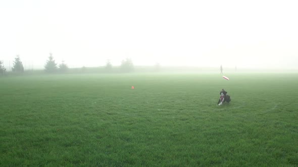 Black and White Dog Catches Frisbee Just Before Hitting Ground in Foggy Park