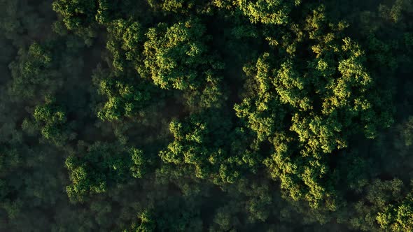 Green Forest in Fog on a Sunny Day alt