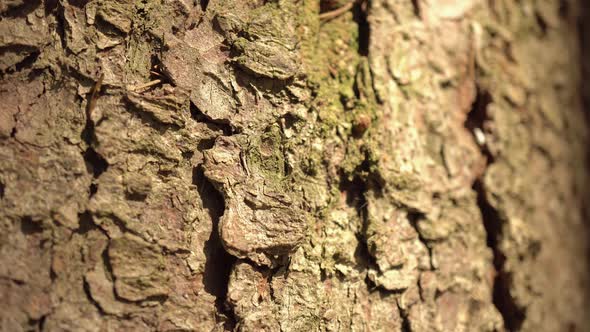 Macro Bark Tree 3