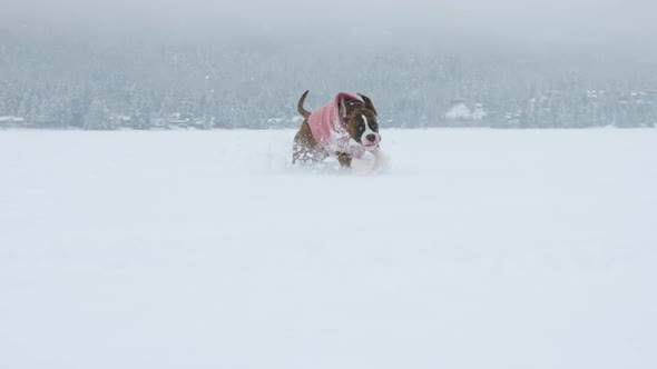 Dog Playing in the Snow