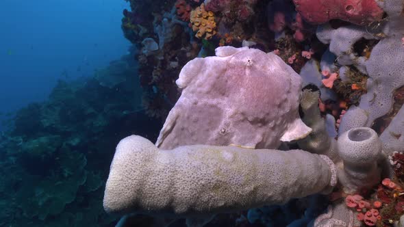 White Giant Frogfish (Antennarius commerson) sitting on grey sponge on colorful coral reef