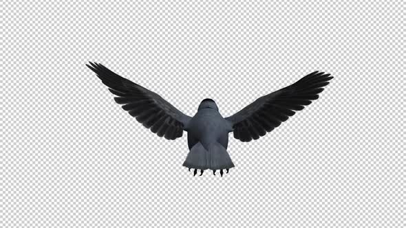Eurasian Jackdaw - Flying Loop - Back View CU - Alpha Channel alt
