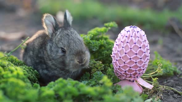 Rabbit on Green Grass White Rabbit Little Rabbit Little White Bunny