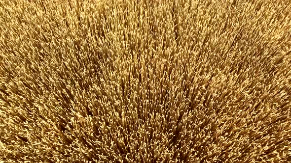 Flying Over Field of Yellow Ripe Wheat Closeup