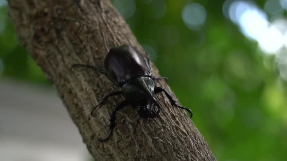 Close Up Of Siamese Rhinoceros Beetle Or Fighting Beetle On The Tree