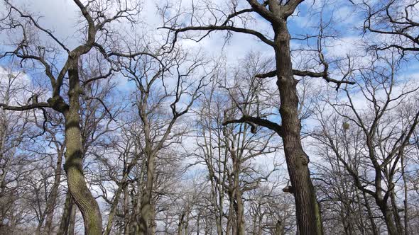 Aerial View of a Forest Without Leaves Slow Motion