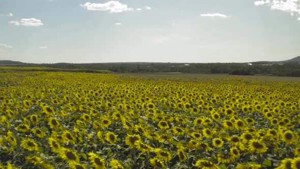 Giant sunflowers blossom in fields stretching for acres