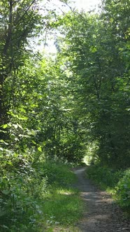 Vertical Video of Summer Forest By Day