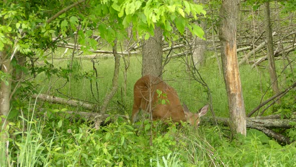 Cute little deer standing in between trees eating green grass and leaves from the ground, bending do