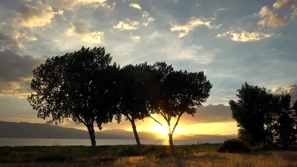 Sun setting behind trees blowing in the wind