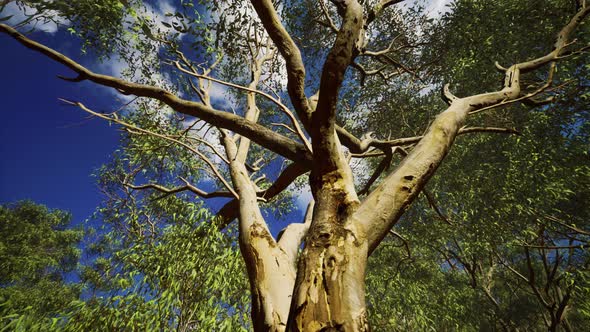 Eucaliptus in Australia Red Center