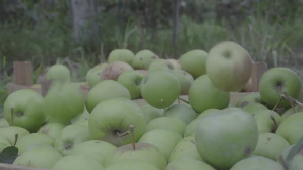 The collapse of the apples slow motion