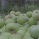 The collapse of the apples slow motion - VideoHive Item for Sale