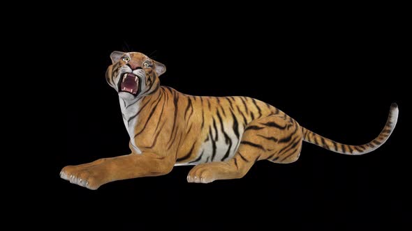 Tiger - Laying and Roaring - Transparent Loop