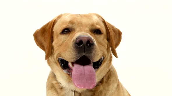 Adult Labrador Retriever Sitting Straight and Looking at the Camera Isolated on White Background