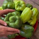 women's hands put green peppers on a tray - VideoHive Item for Sale