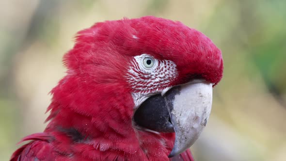 Pretty red colored Ara Chloropterus Macaw in jungle looking at camera,macro view