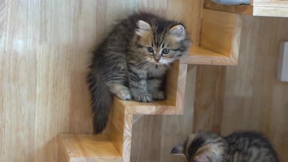 Two Persian Kittens Playing On Cat Tower