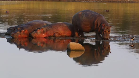 Hippo digging nose into nut next to a small raft taking a nap outside of the water